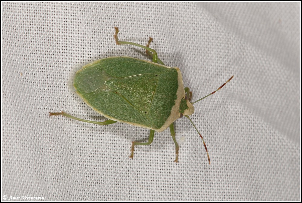 Heteroptera  d''Israele - Light trap results